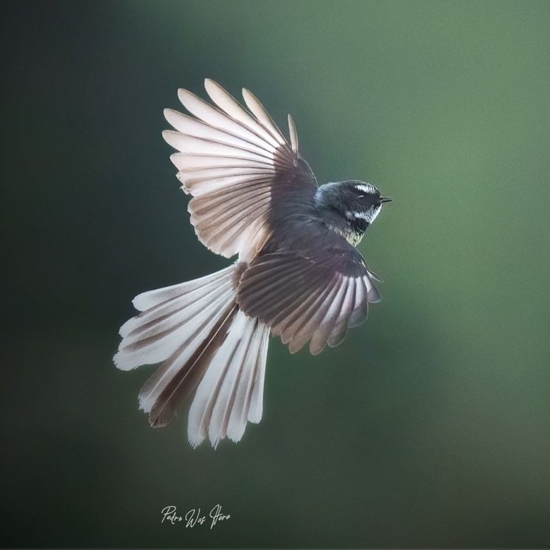 Fantail ‹ Bird of the Year ‹ Forest & Bird